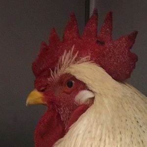 Meet your Posher, Maria